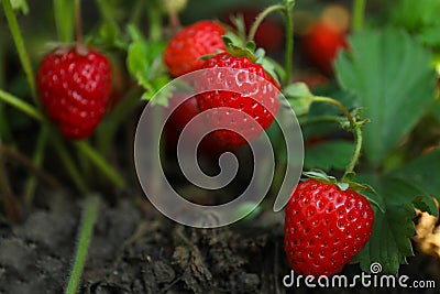 Strawberry plant with ripening berries growing in field Stock Photo