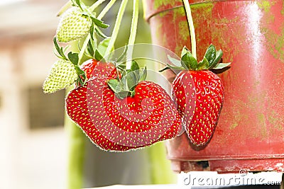 Strawberries Stock Photo