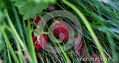 Two strawberries on ground under green leaves Stock Photo