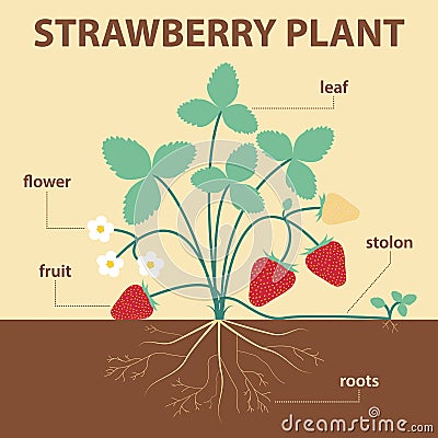 Strawberry plant Vector Illustration