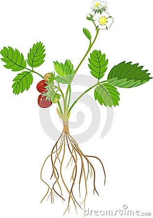 Strawberry plant Stock Photo