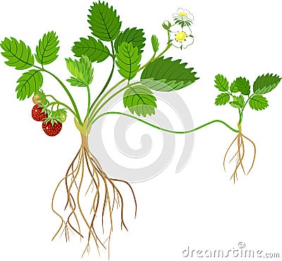 Strawberry plant Stock Photo