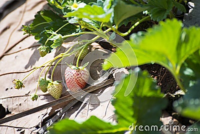 Strawberry plantation beautiful landscape in Chiang Mai Stock Photo