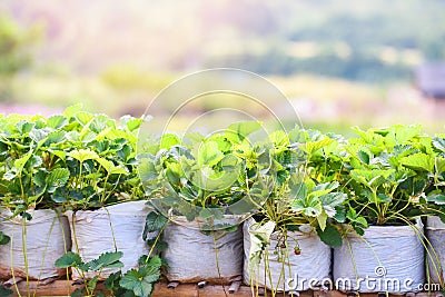 Strawberry in pot with green leaf in the garden - plant tree strawberries field growing in farm agriculture Stock Photo