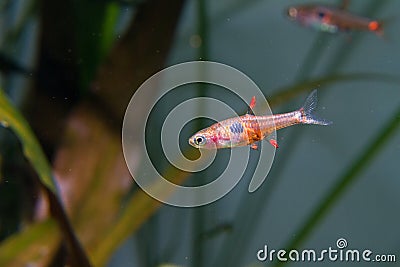 Strawberry Rasbora Stock Photo