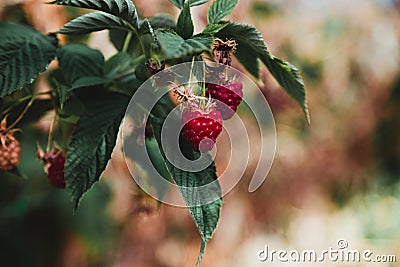 Strawberry and raspberry farm growing in greenhouses Stock Photo