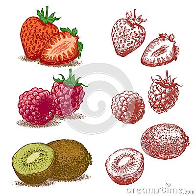 Strawberry, raspberry and kiwi Vector Illustration