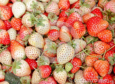 Strawberry red berry fruit are placed Stock Photo