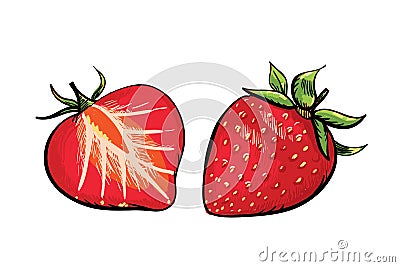 Strawberry Vector Illustration