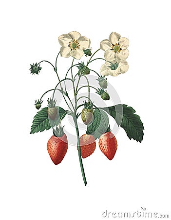 Carving of strawberry by Pierre Joseph Redoute Stock Photo