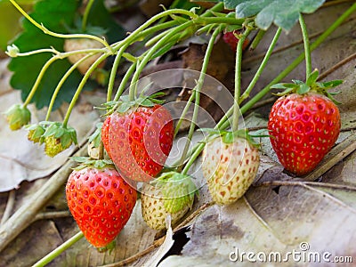 Strawberry ripe in the garden Stock Photo