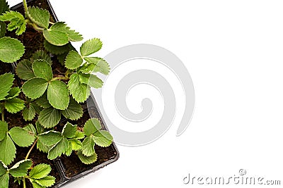 Flat lay strawberry sprout green plant in the basket with white cope space isolated on white Stock Photo