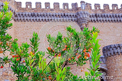 Strawberry tree near Manzanares El Real Castle, Spain Stock Photo