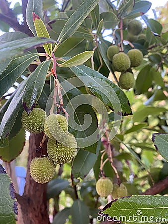 Strawberry tree bush with small arbutus fruits Stock Photo