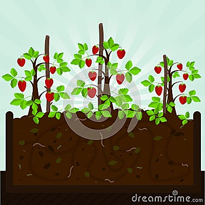 Strawberry tree and compost Vector Illustration