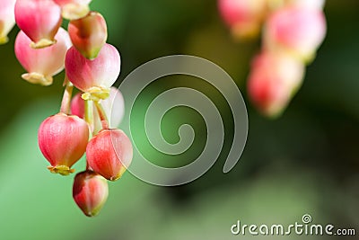 Strawberry Tree Flower Cluster Stock Photo