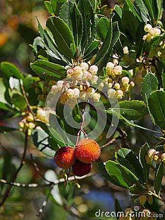 Strawberry tree flowers and fruits, Arbutus unedo, France Stock Photo