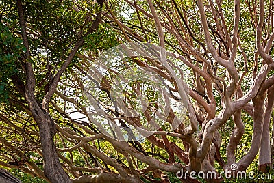 Strawberry Tree - Yalta Botanical Garden. Crimean peninsula. Stock Photo