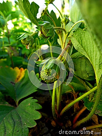 Strawberry Unripe green berries with green leaves in Spring Stock Photo