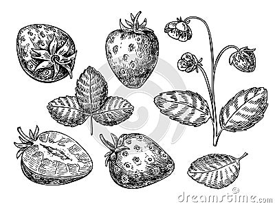 Strawberry vector drawing set. Isolated hand drawn berry, slice, Vector Illustration