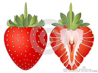 Strawberry Vector Illustration Stock Photo