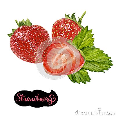 Strawberry watercolor illustration Cartoon Illustration