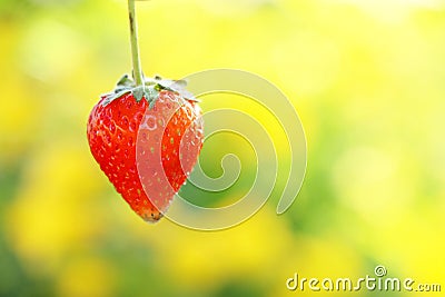 A strawbery in the garden at sunrise Stock Photo