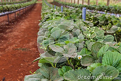 Strawbery plants growing in greenhouse. Stock Photo