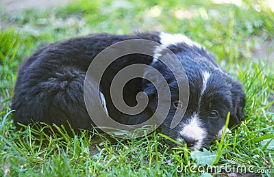 Stray black puppy Stock Photo