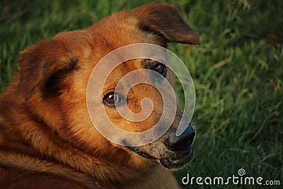 Stray brown dog with fresh nature of the field, sad and cool | Thai breeds Stock Photo