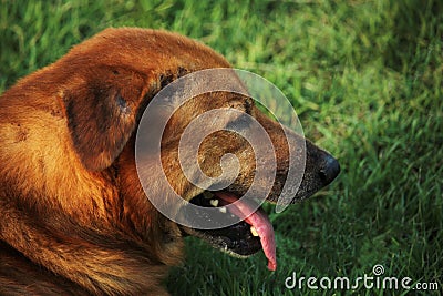 Stray brown dog with fresh nature of the field, sad and cool | Thai breeds Stock Photo