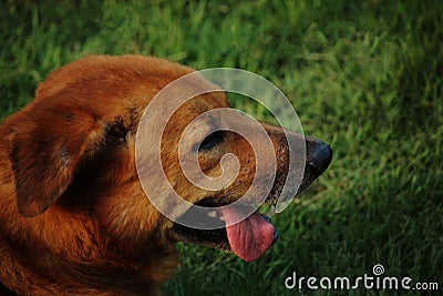 Stray brown dog with fresh nature of the field | Thai breeds Stock Photo