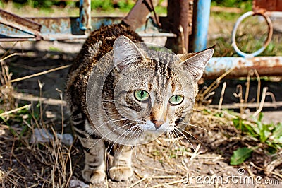 Stray brown striped cat Stock Photo