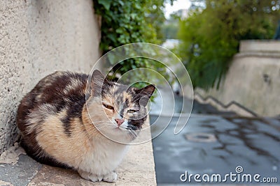 Stray cat alone on the street after the rain Stock Photo