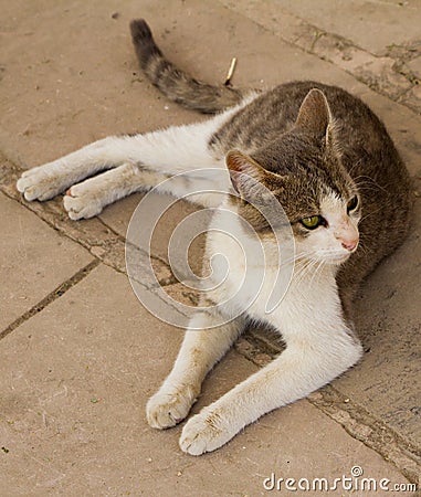 Stray cat, Arabian mau, kitten, kitty, beautiful, innocent, pet Stock Photo