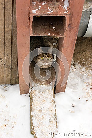 Stray cat Stock Photo