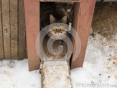 Stray cat Stock Photo