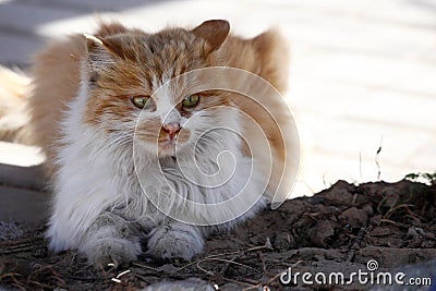 A stray cat crouching on the ground with wary eyes. Stock Photo