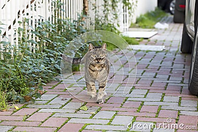 The stray cat. Derelict, forlorn, alone cat outdoor Stock Photo