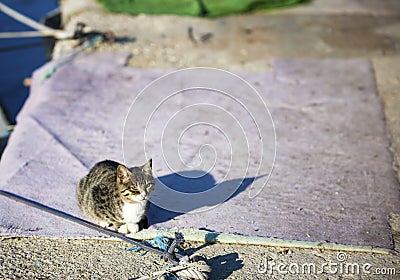 The stray cat. Derelict, forlorn, alone cat outdoor Stock Photo