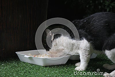 A stray cat is eating food Stock Photo
