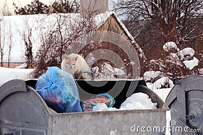 Stray Cat on the Garbage Container in the Winter Editorial Stock Photo