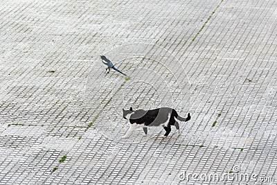 Stray cat looking at a magpie with dubious intent Stock Photo