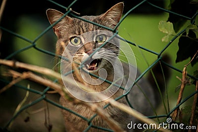 Cat meowing behind a fence Stock Photo