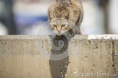 Stray cat posing for the camera Stock Photo