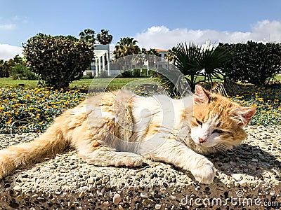 a stray cat. a stray cat on the street. a stray cat sleeps on the street. cats in Cyprus. cats in Ayia Napa Stock Photo