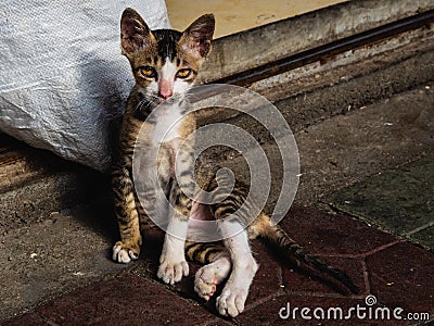 A stray cat on the streets looks straight in the camera Stock Photo