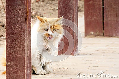 A stray cat wary of people. Stock Photo