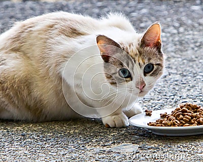 Wary stray cat Stock Photo