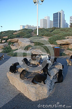 Stray Cats Stock Photo